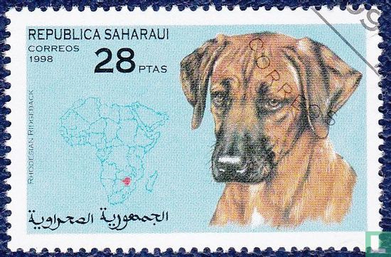 Saharaui,Republiek, honden