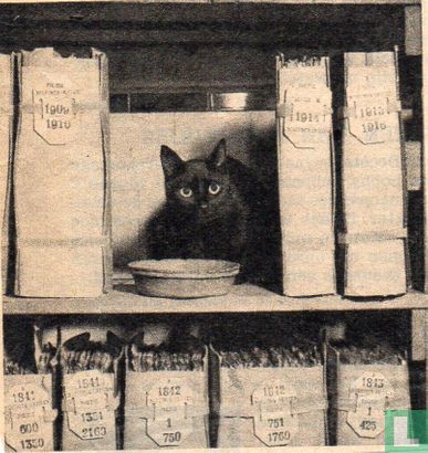 Kat in het archief