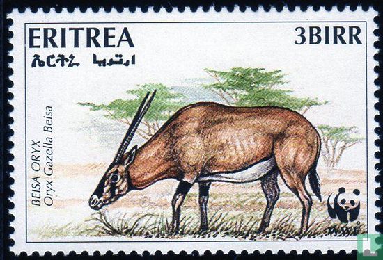 Oryx d'Afrique de l'Est