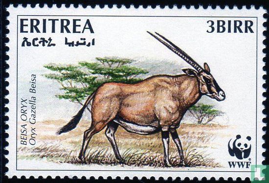 East-African young stag
