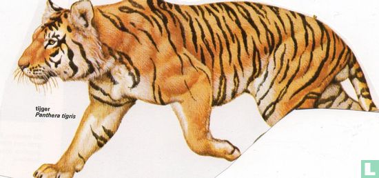 Tijger [Panthera tigris]