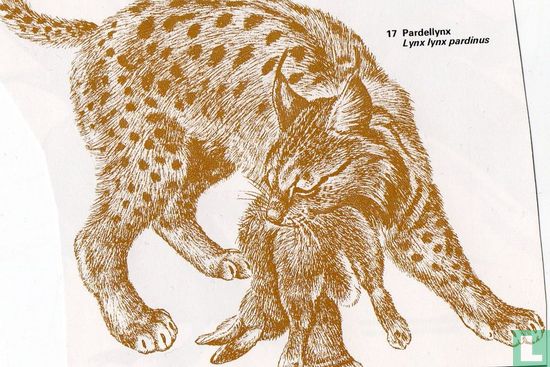 Pardellynx [Lynx lynx pardinus]