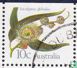 Eucalyptus bloesem