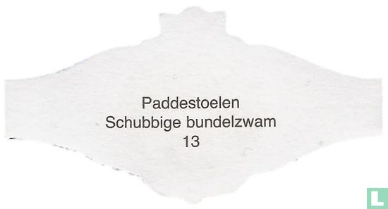 Schubbige bundelzwam   - Image 2