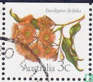 Fleur d'eucalyptus 
