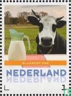 Niederländische Kühe