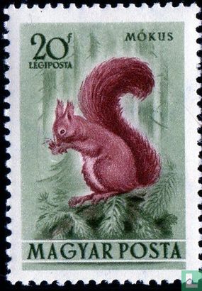 Eurasische Eichhörnchen - Bild 2