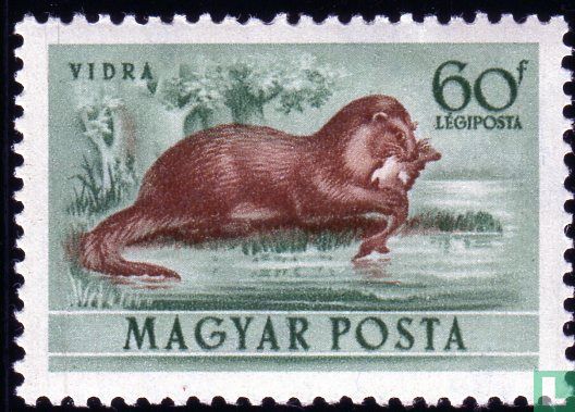 Eurasian otter - Image 2