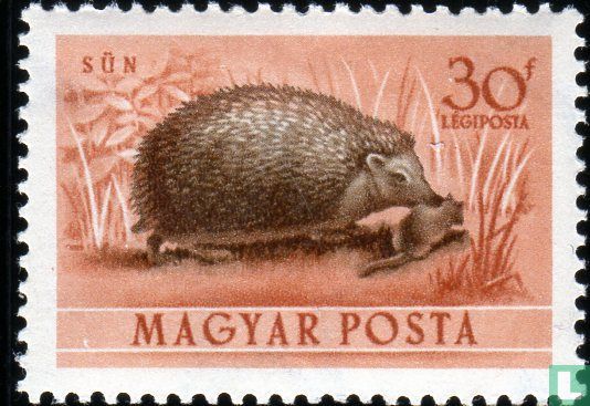 Northern white-breasted hedgehog - Image 2