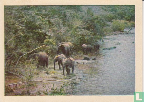 Kudde olifanten (Epulu-rivier) - Image 1