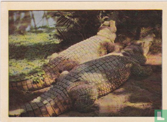 Een koppel krokodillen - Image 1
