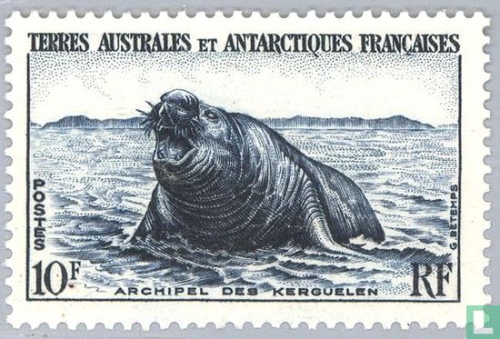 Südlicher Seeelefant