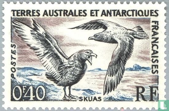 Subantarctische grote jager