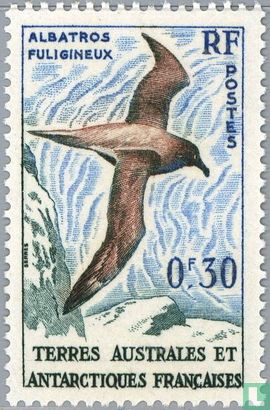 Albatros fuligineux