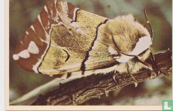 Gevlamde vlinder - Image 1