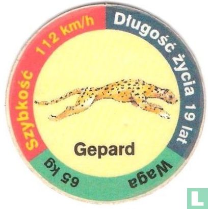 Gepard - Afbeelding 1