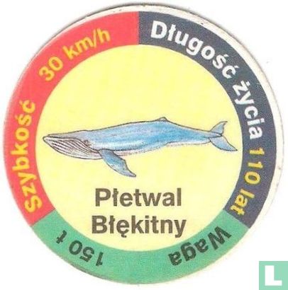 Płetwal Błękitny - Afbeelding 1