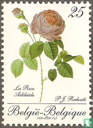 La Rose Adélaïde