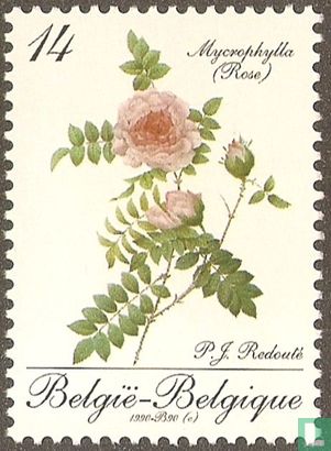 Mycrophylla (Rose)