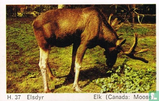 Elk (Canada: Moose) - Afbeelding 1