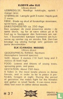 Elk (Canada: Moose) - Afbeelding 2