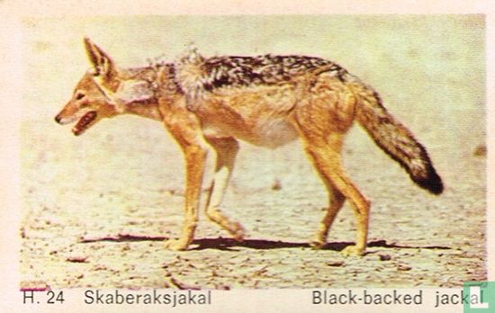 Black-backed jackal - Afbeelding 1