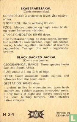 Black-backed jackal - Afbeelding 2