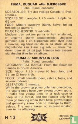 Mountain lion - Image 2