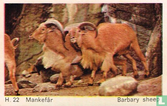 Barbary sheep - Image 1