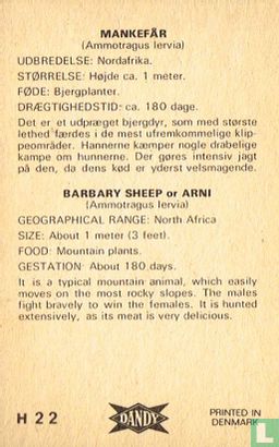 Barbary sheep - Image 2