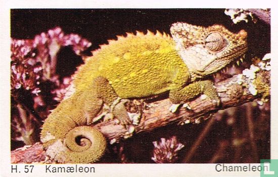 Chameleon - Afbeelding 1