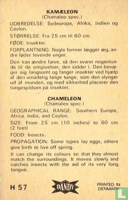 Chameleon - Afbeelding 2