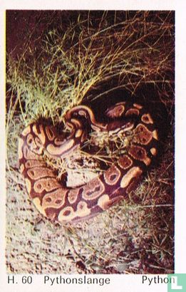 Python - Bild 1