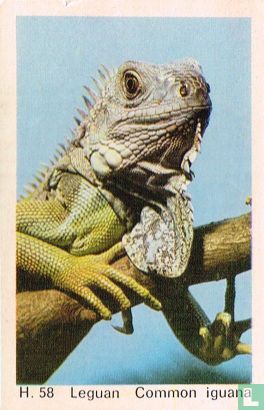 Common iguana - Image 1