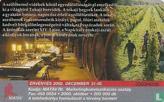 Winelands - Tokaj - Image 2