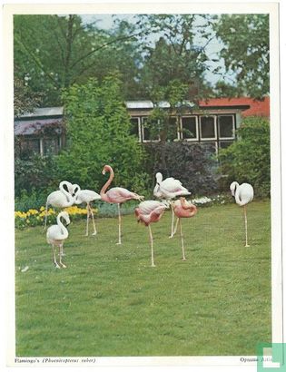 Flamingo's, Artis  - Image 1
