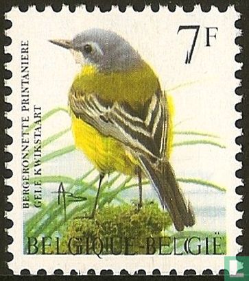 Yellow wagtail - Image 1