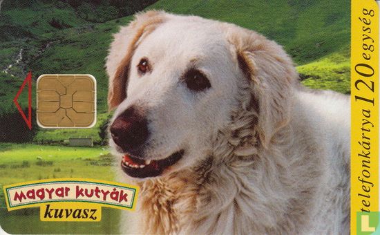 Hungarian Dogs - Kuvasz