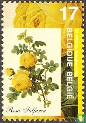 Sulfur yellow Rose