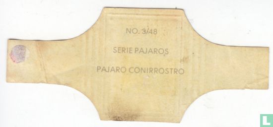 Pajaro Conirrostro - Afbeelding 2