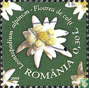 Flora from protected areas - The Rodna mountains