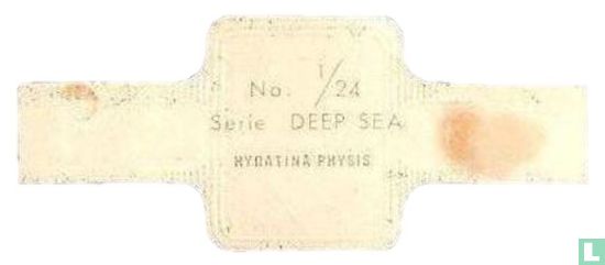 Hydatina Physis - Afbeelding 2