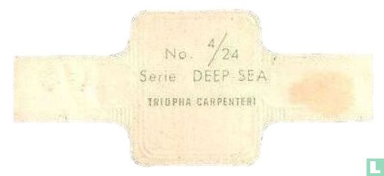 Triopha Carpenteri - Image 2