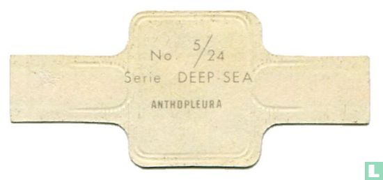 Anthopleura - Bild 2