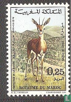 Cuvier's gazelle
