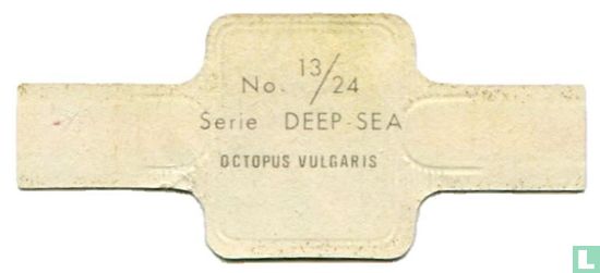 Octopus Vulgaris - Afbeelding 2