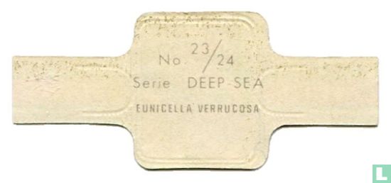 Eunicella Verrucosa - Afbeelding 2