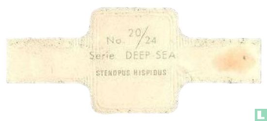 Stenopus Hispidus - Afbeelding 2