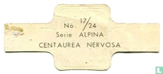 Centaurea nervosa - Afbeelding 2
