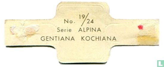 Gentiana kochiana - Afbeelding 2